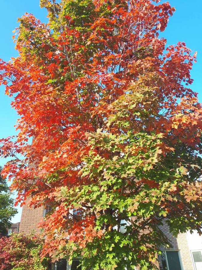 21743098_10159391725705038_4669201044572014533_n